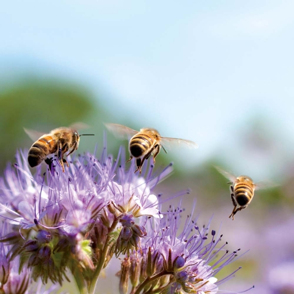 Kalender 2026Bienen