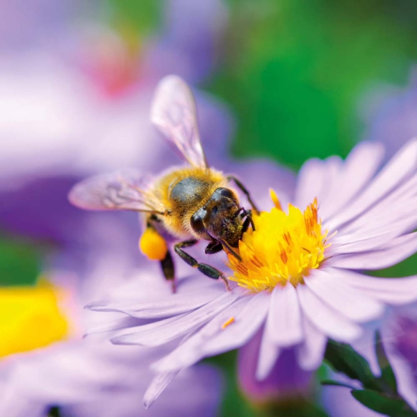 Kalender 2026Bienen