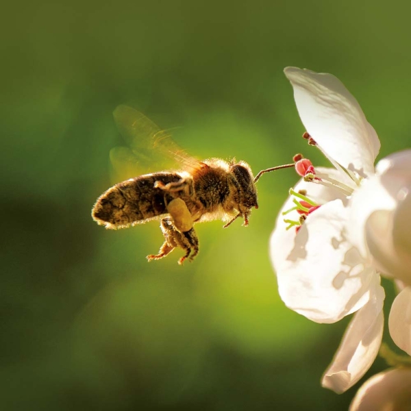 Kalender 2026Bienen