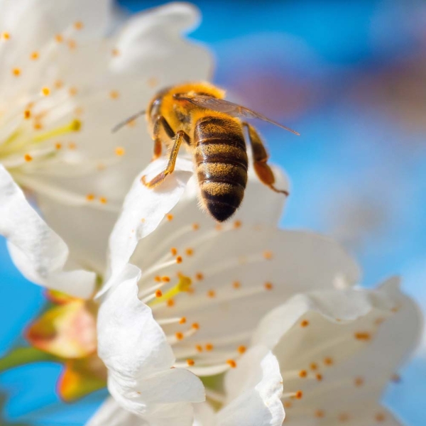 Kalender 2026Bienen