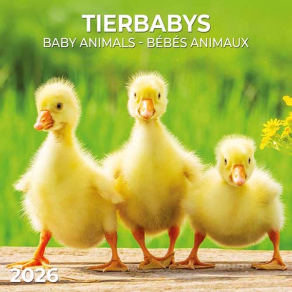 Kalender 2026Tierbabys