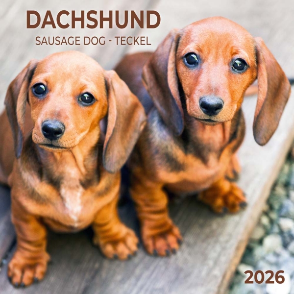 Calender 2026Sausage Dog