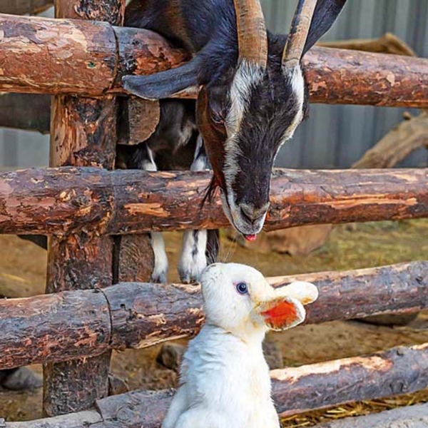 Kalender 2026Tiere vom Bauernhof