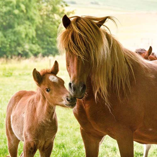 Kalender 2026Tiere vom Bauernhof