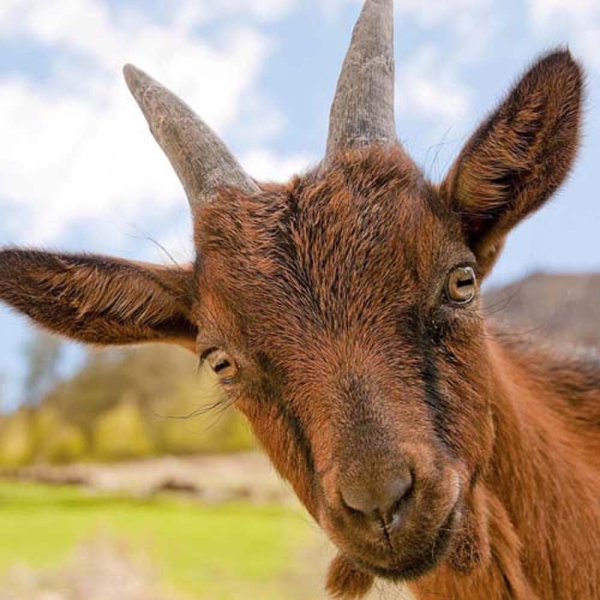 Kalender 2026Tiere vom Bauernhof