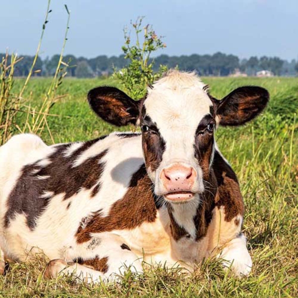 Kalender 2026Tiere vom Bauernhof