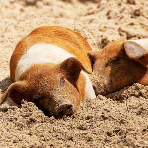 Kalender 2026Tiere vom Bauernhof