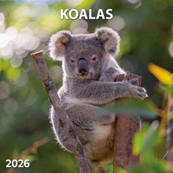 Kalender 2026Koalas