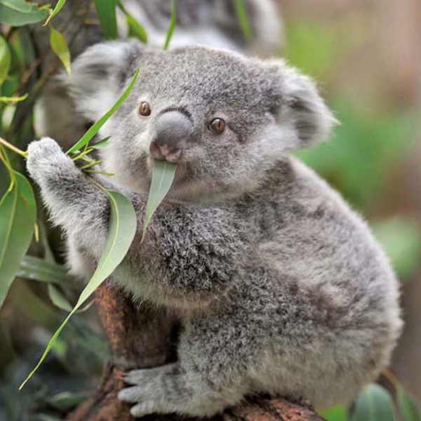 Kalender 2026Koalas