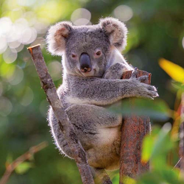 Kalender 2026Koalas