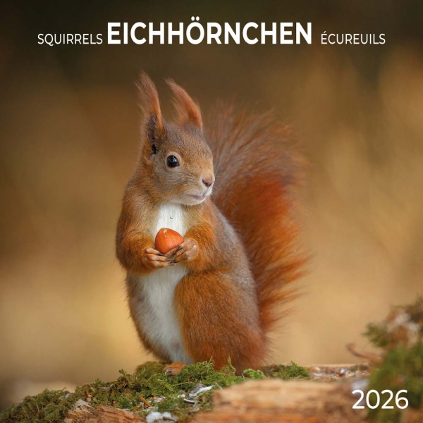 Kalender 2026Eichhörnchen