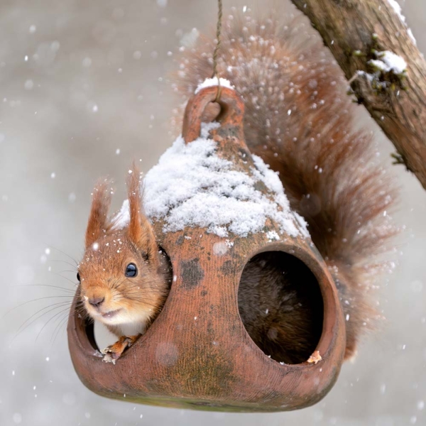 Kalender 2026Eichhörnchen