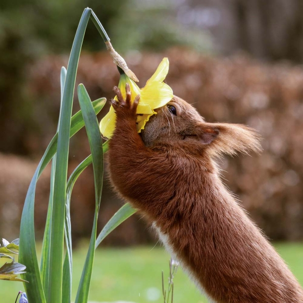 Kalender 2026Eichhörnchen