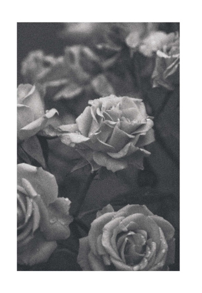 Klappkarte – Rosen