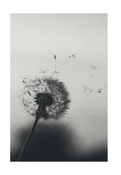 Klappkarte – Pusteblume