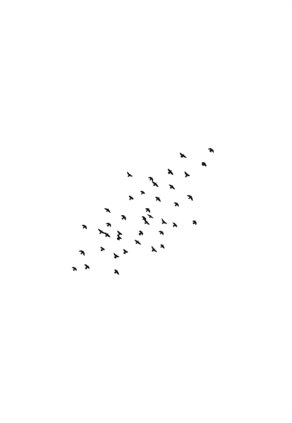 Klappkarte – Vögel