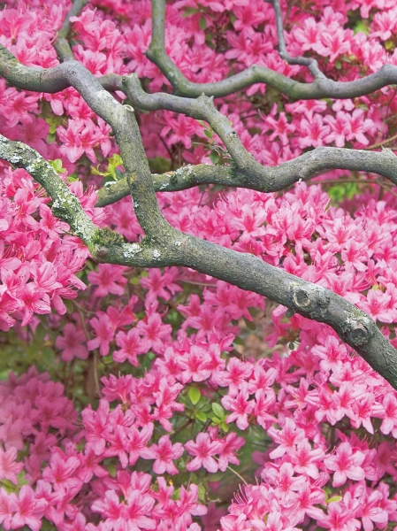 Blankbook – Zen Flowers Blankbook – Zen Flowers