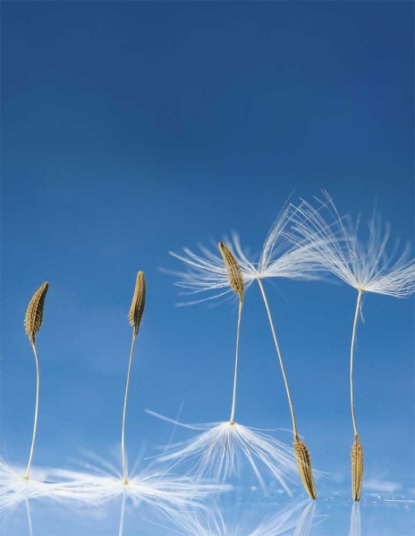 Blankbook – Dandelion (B-Ware)