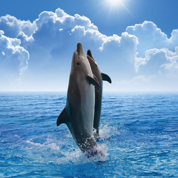 Kalender 2027Delfine