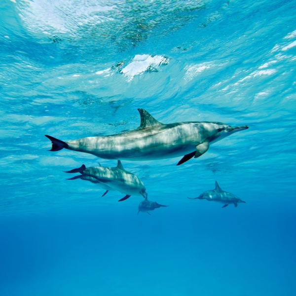 Kalender 2027Delfine