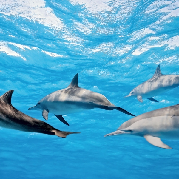 Kalender 2027Delfine