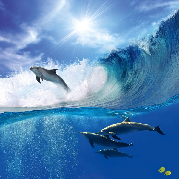 Kalender 2027Delfine