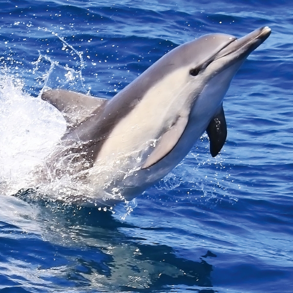 Kalender 2027Delfine