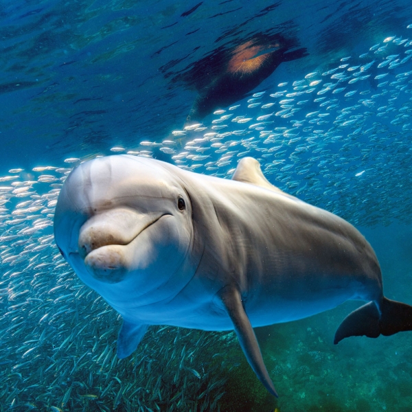 Kalender 2027Delfine