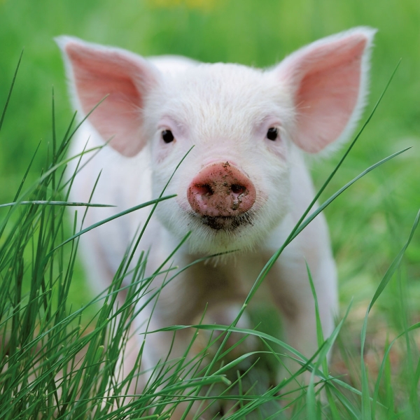 Calendar 2027Piggies