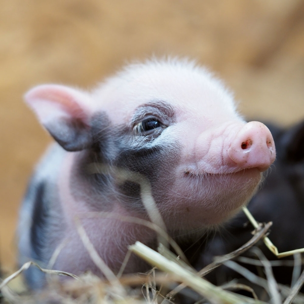 Calendar 2027Piggies