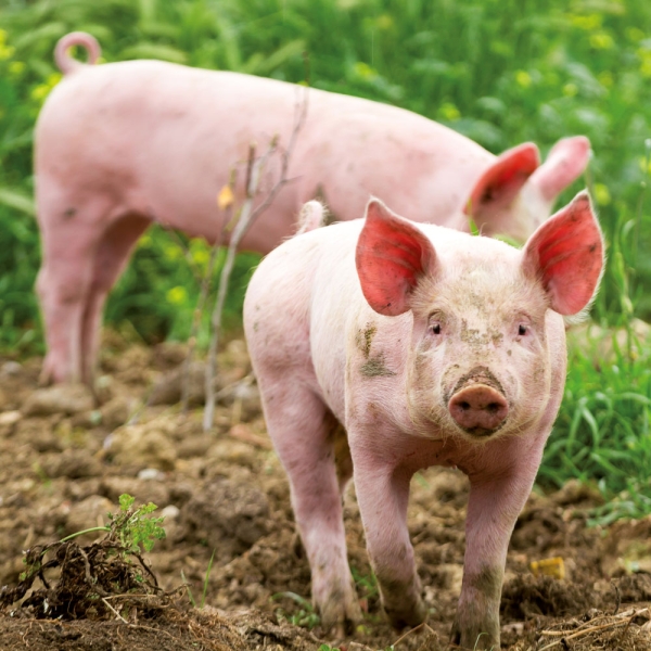 Calendar 2027Piggies