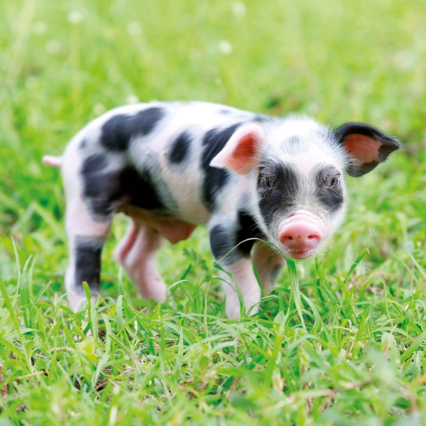 Calendar 2027Piggies