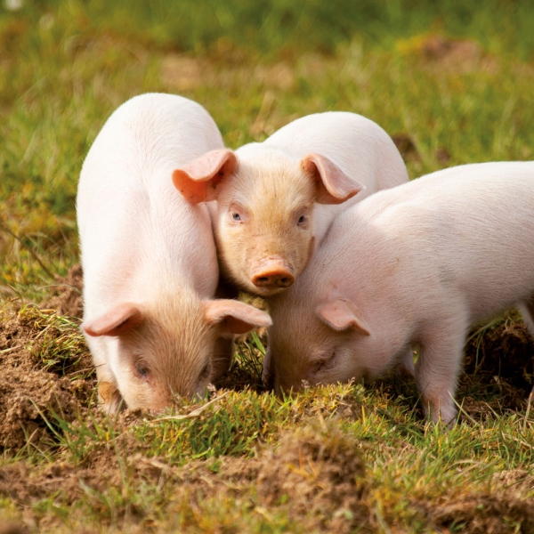 Calendar 2027Piggies