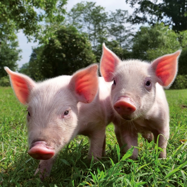 Calendar 2027Piggies