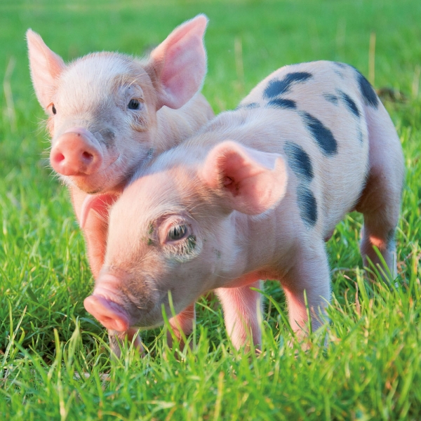 Calendar 2027Piggies