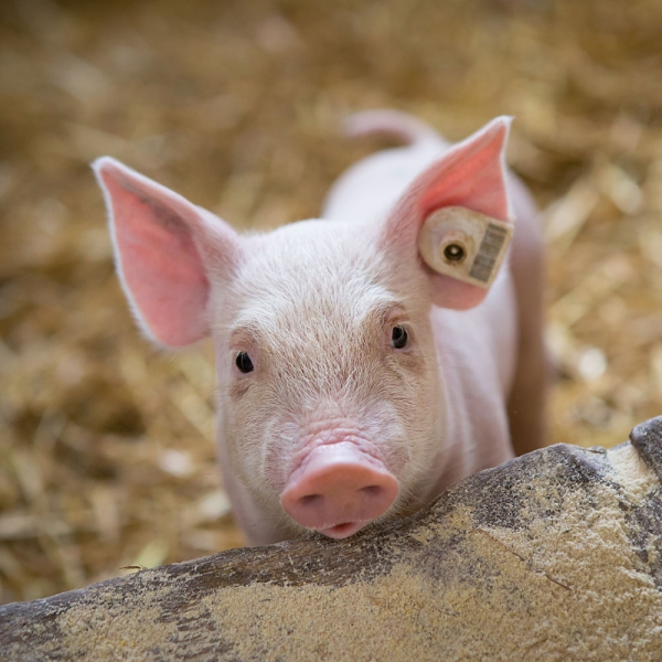 Calendar 2027Piggies