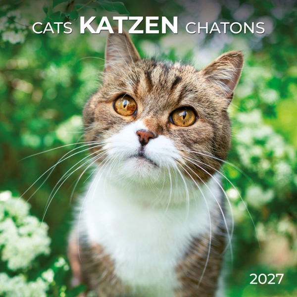 Kalender 2027Katzen