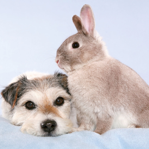 Kalender 2027Kleine Freunde