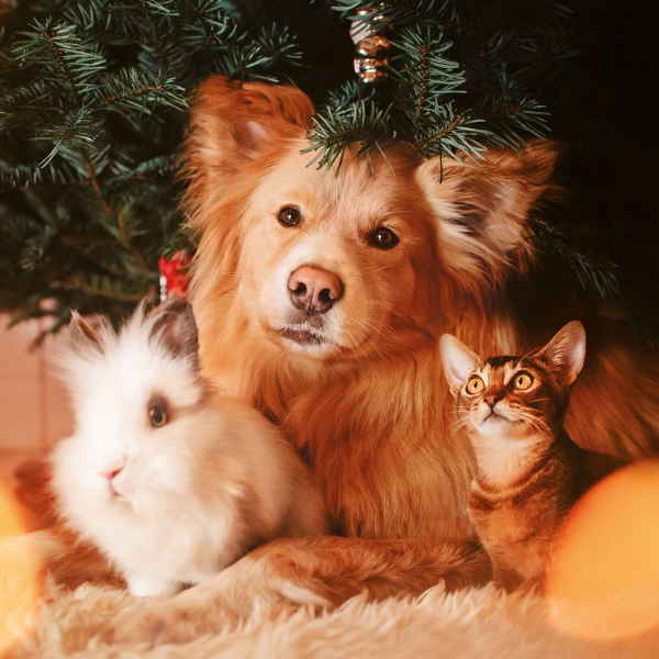 Kalender 2027Kleine Freunde