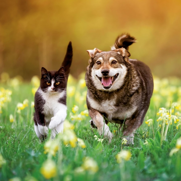 Kalender 2027Kleine Freunde