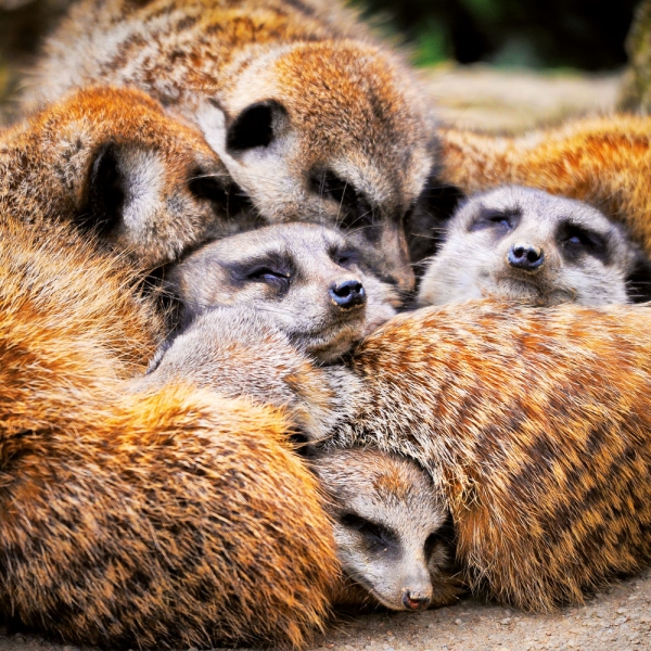 Kalender 2027Kleine Freunde