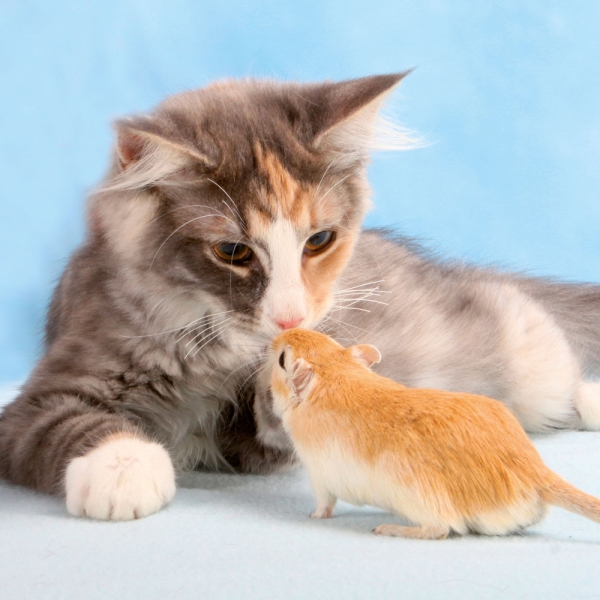 Kalender 2027Kleine Freunde