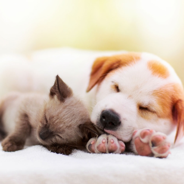 Kalender 2027Kleine Freunde