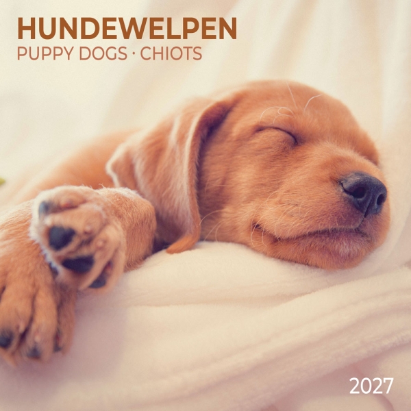 Kalender 2027Hundewelpen