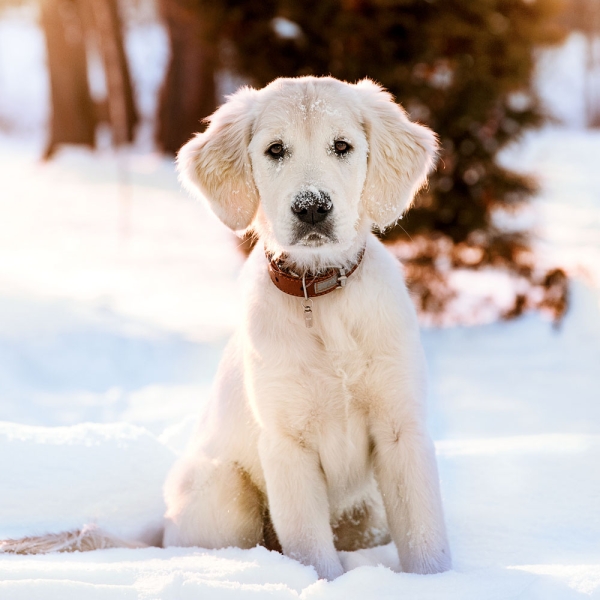 Kalender 2027Hundewelpen