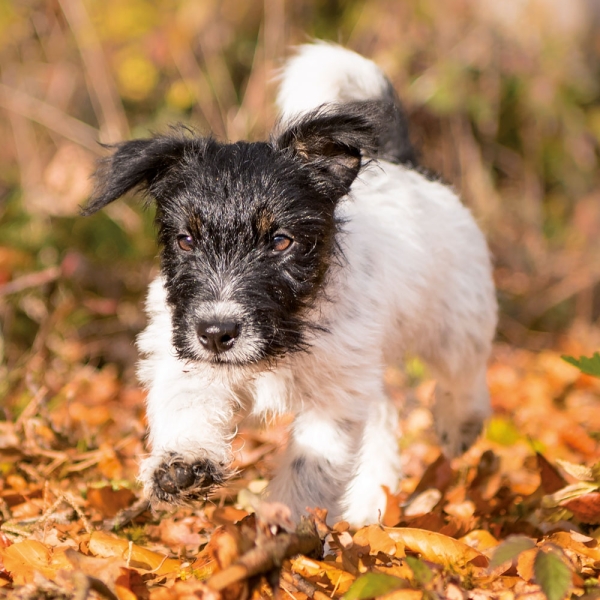 Kalender 2027Hundewelpen