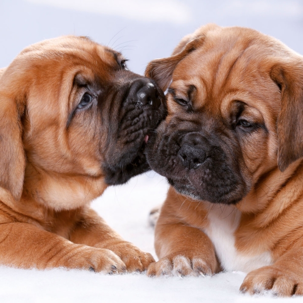 Kalender 2027Hundewelpen