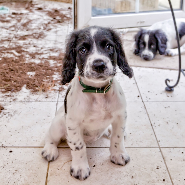 Kalender 2027Hundewelpen