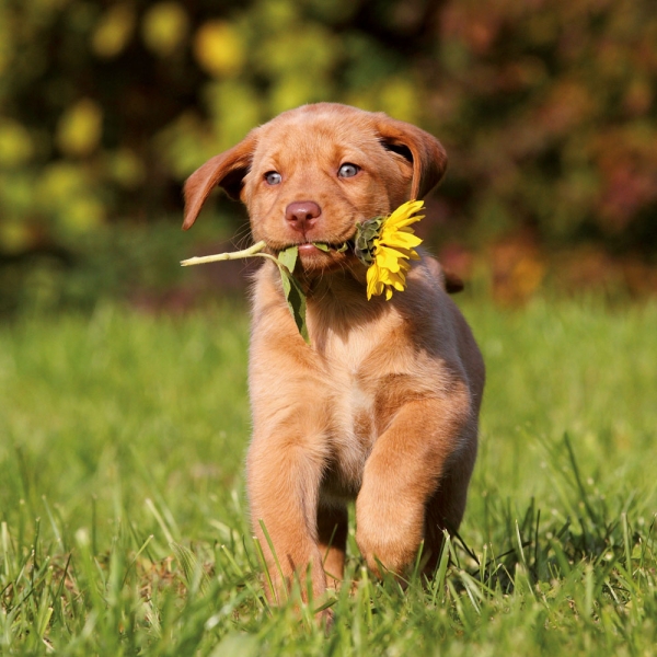 Kalender 2027Hundewelpen