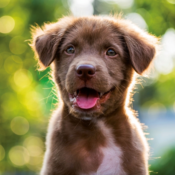 Kalender 2027Hundewelpen